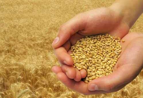 گواهی 650 هزار تن بذر محصولات زراعی در کشور گواهی 650 هزار تن بذر محصولات زراعی در کشور
