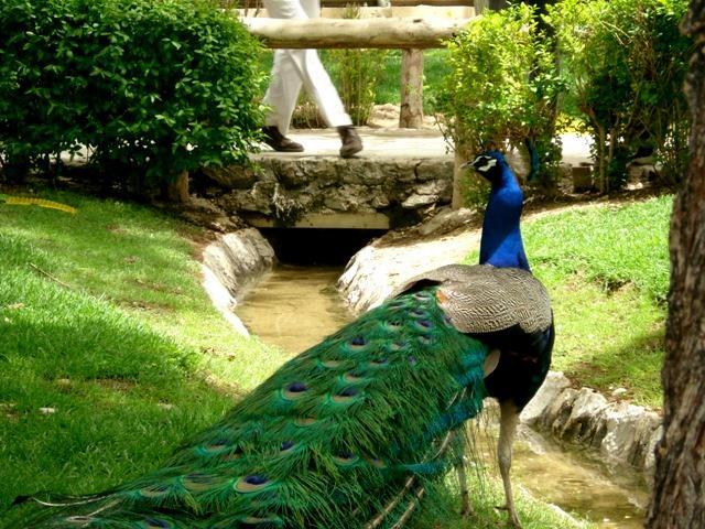 باغ پرندگان از جاذبه های بسیار زیبای اصفهان