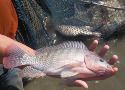 93 هزار قطعه بچه ماهی تیلاپیا در سبزوار رهاسازی شد