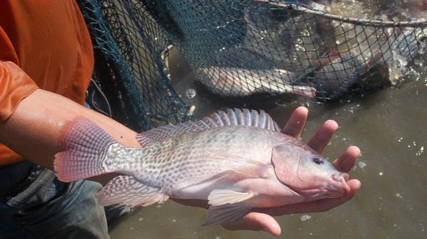 93 هزار قطعه بچه ماهی تیلاپیا در سبزوار رهاسازی شد