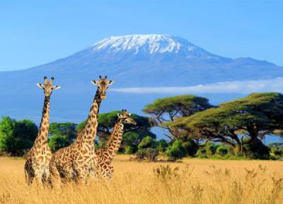 گشت و گذار در حیات وحش کنیا به همراه ویدیو